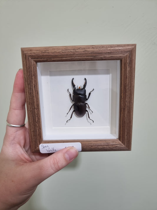 Mini Framed Dorcus Beetle