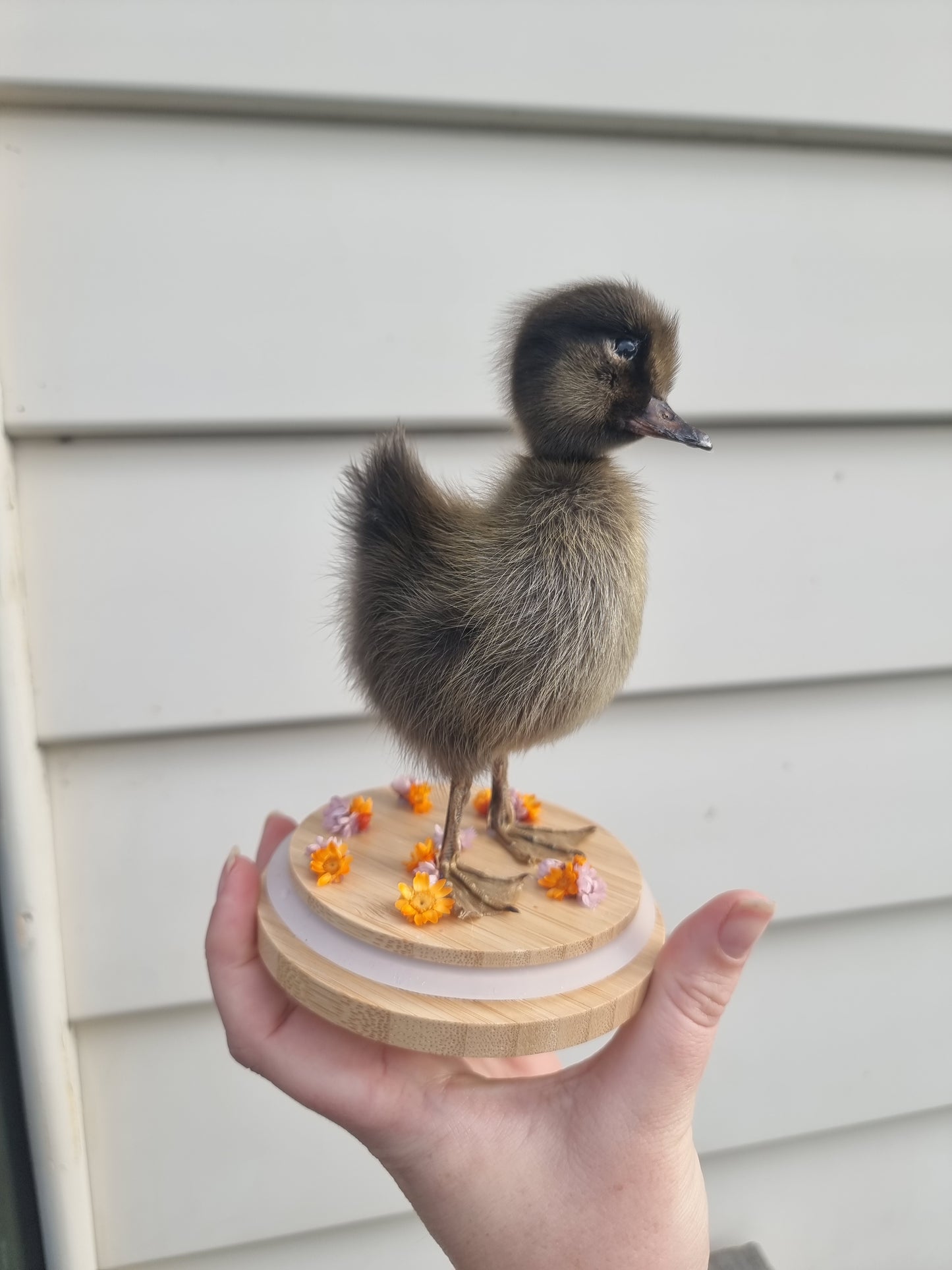 Duckling Dome #2