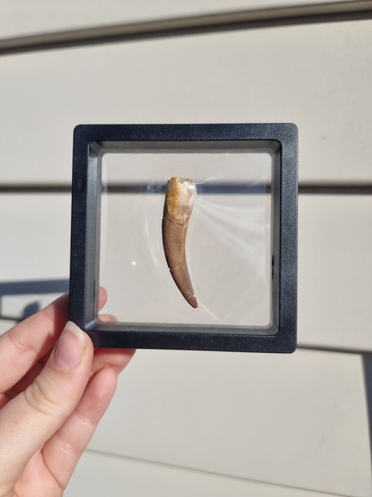 Plesiosaur Tooth #6