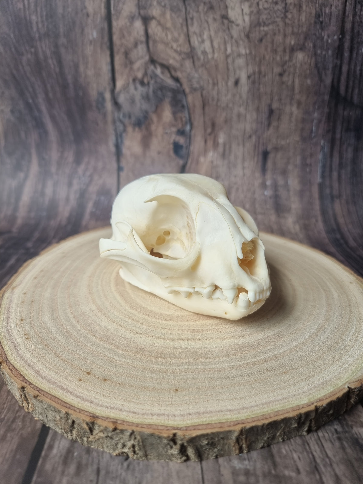 Caracal Skull #2