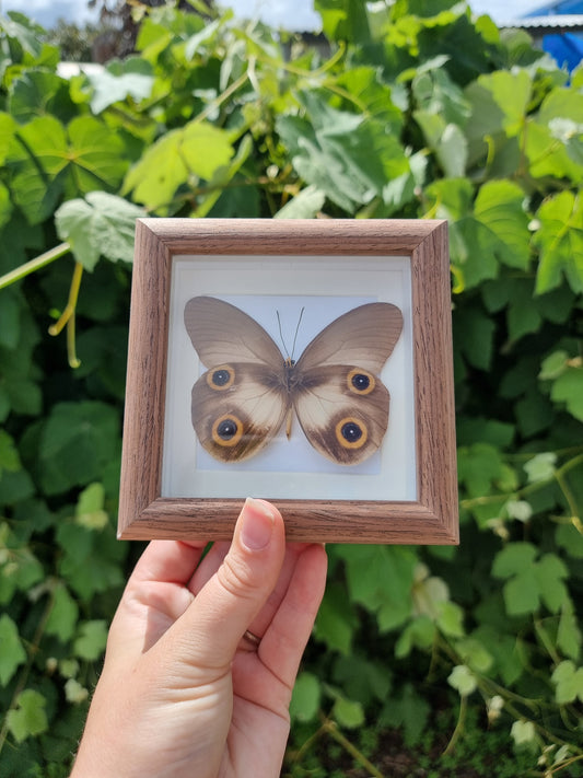 Mini Framed Owl Butterfly