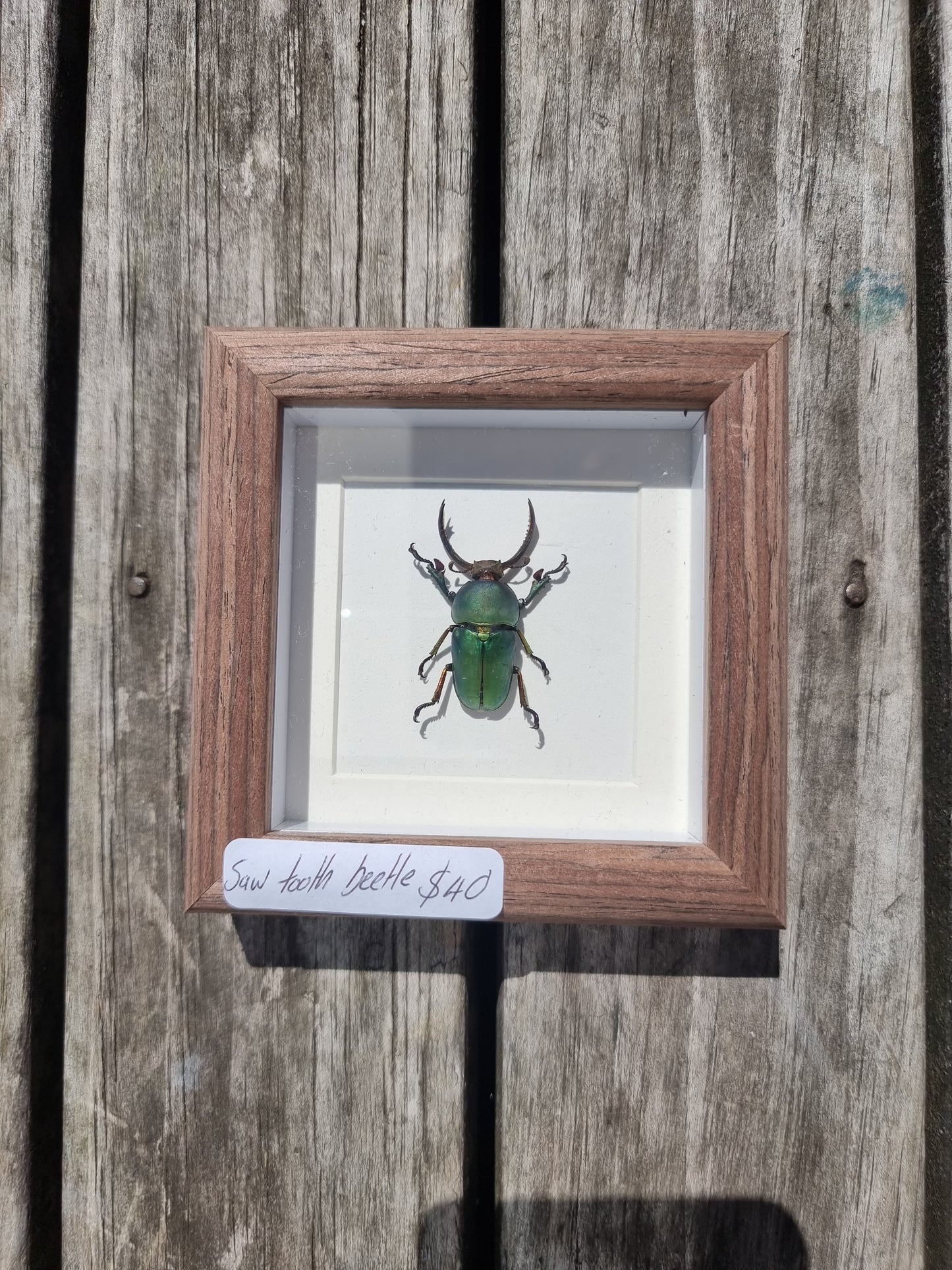 Mini Framed Sawtooth Beetle #2