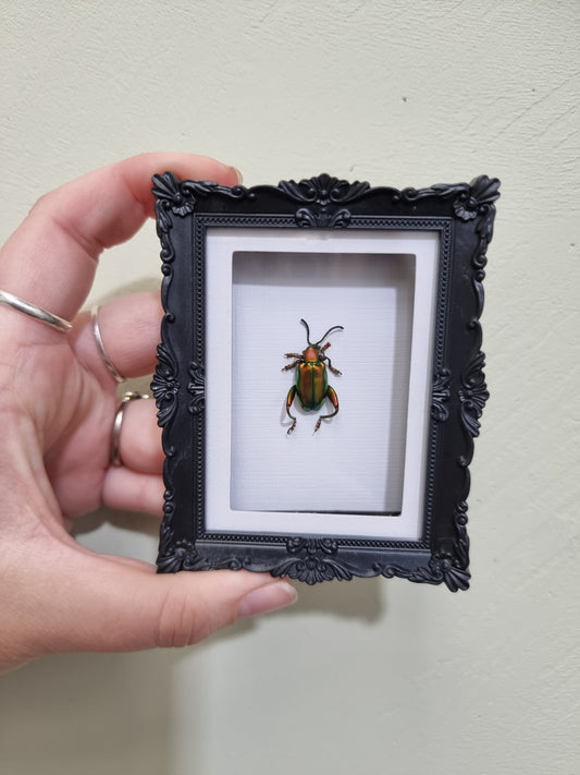 Mini Magnet Framed Frog Leg Beetle