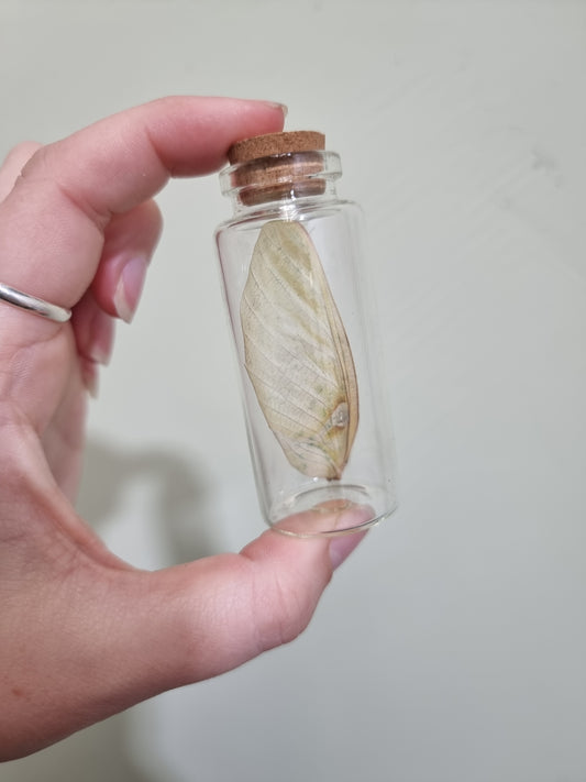 Devil Mantis Wing Jar