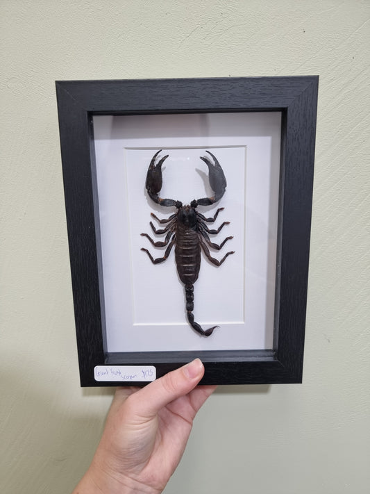 Framed Giant Forest Scorpion Curved Tail