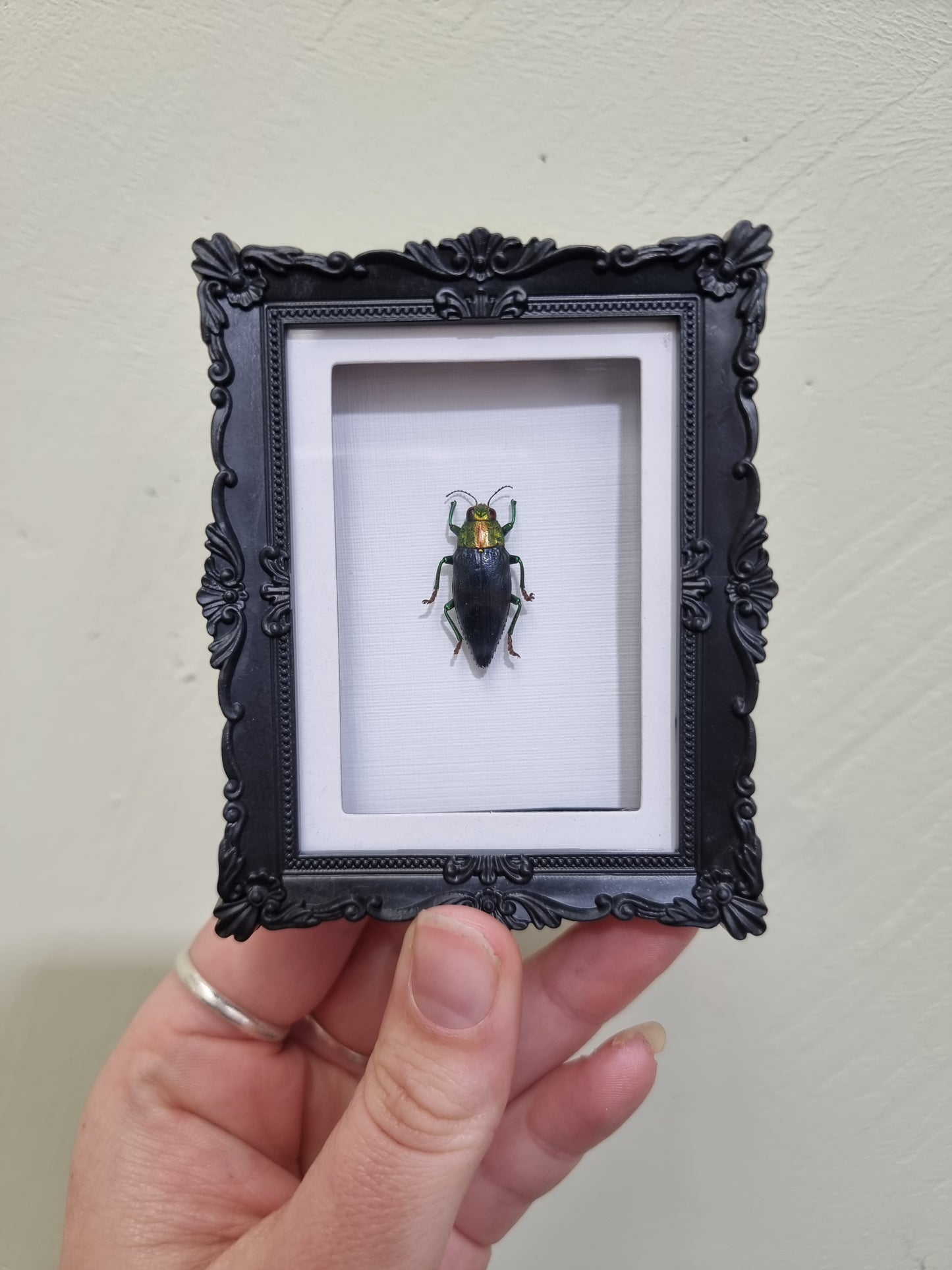 Mini Magnet Framed Jewel Beetle