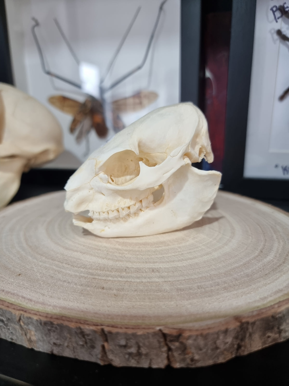 Rock Hyrax Skull #2