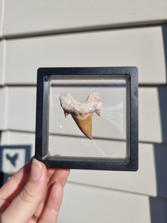 Otodus Fossilized Shark Tooth #2