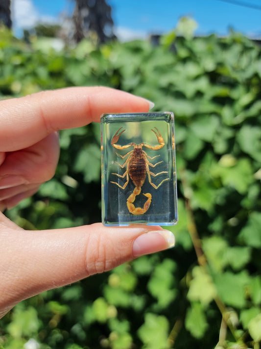 Brown Scorpion in Resin