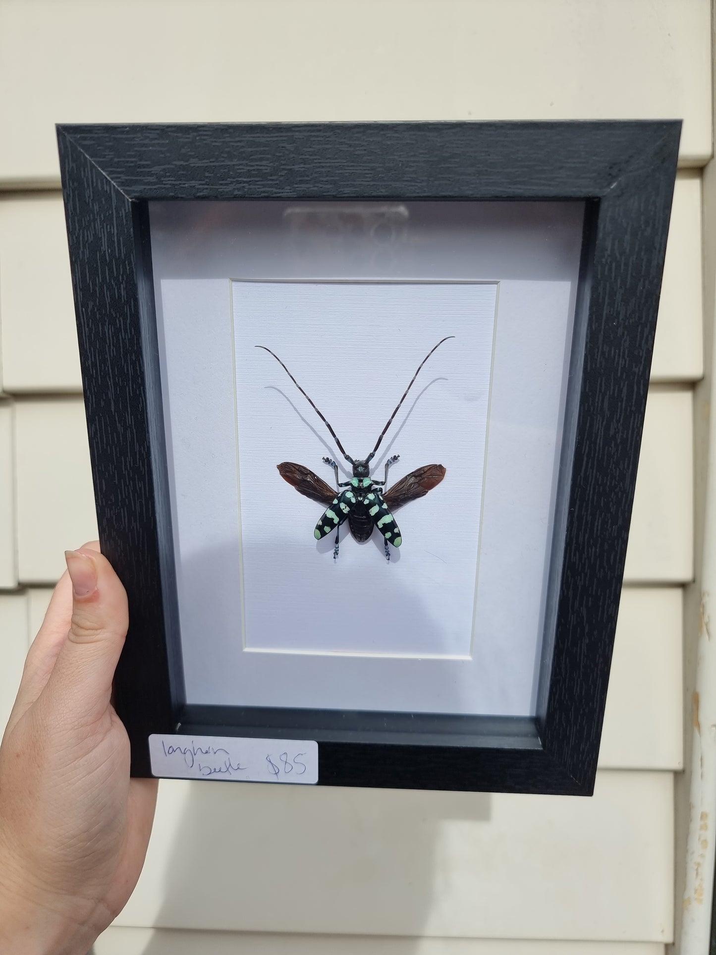 Framed Longhorn Beetle Spread