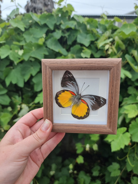 Mini Framed Butterfly #4