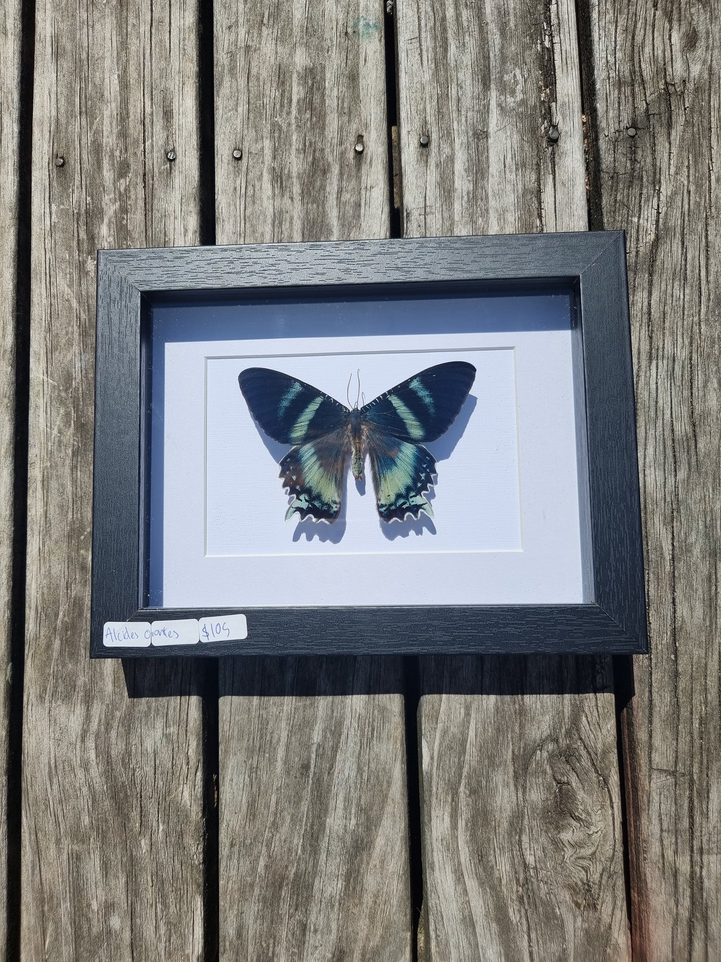 Framed Alicdes Orontes Moth #1