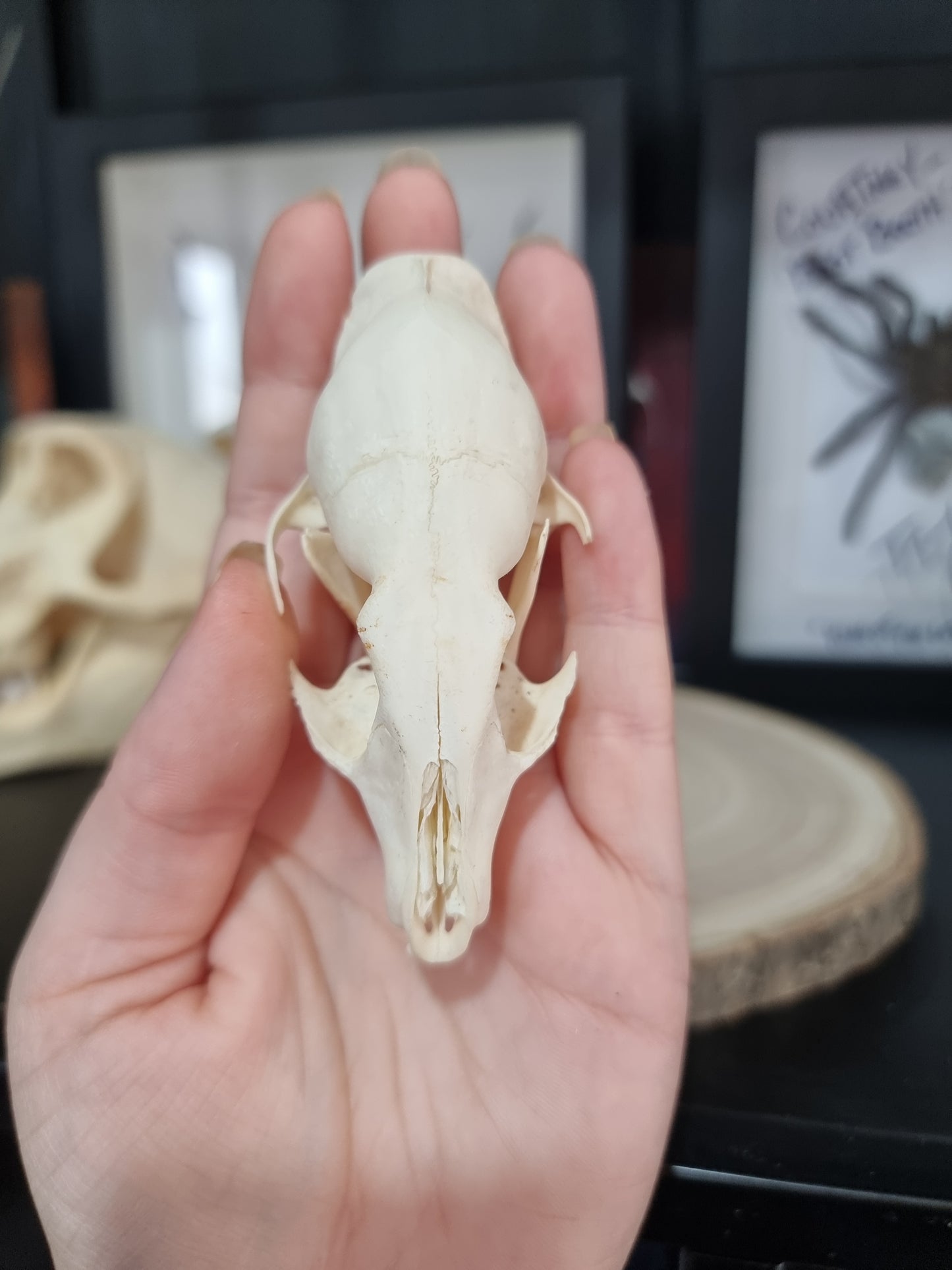 Cape Garnet Skull #2
