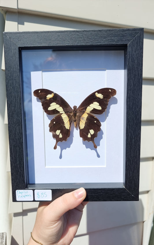 Framed Papilio Hesperus Butterfly