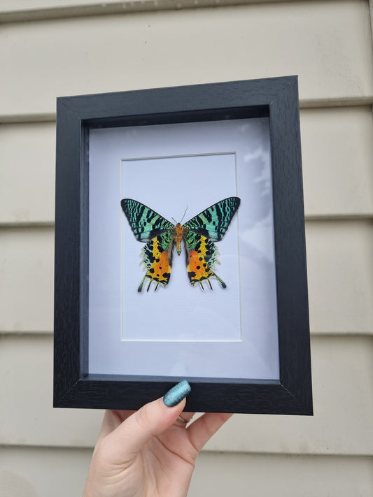 Framed Moth #1