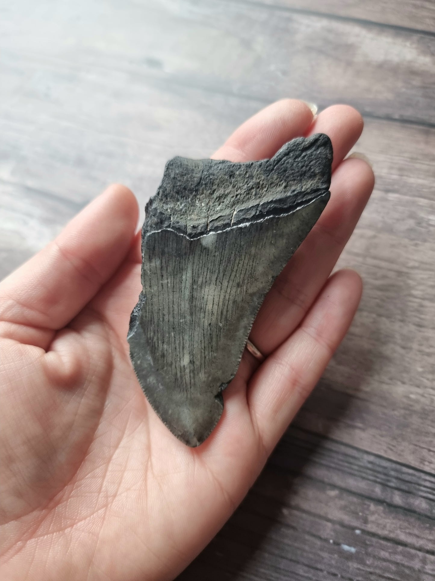 Large Megalodon Tooth Shard #1