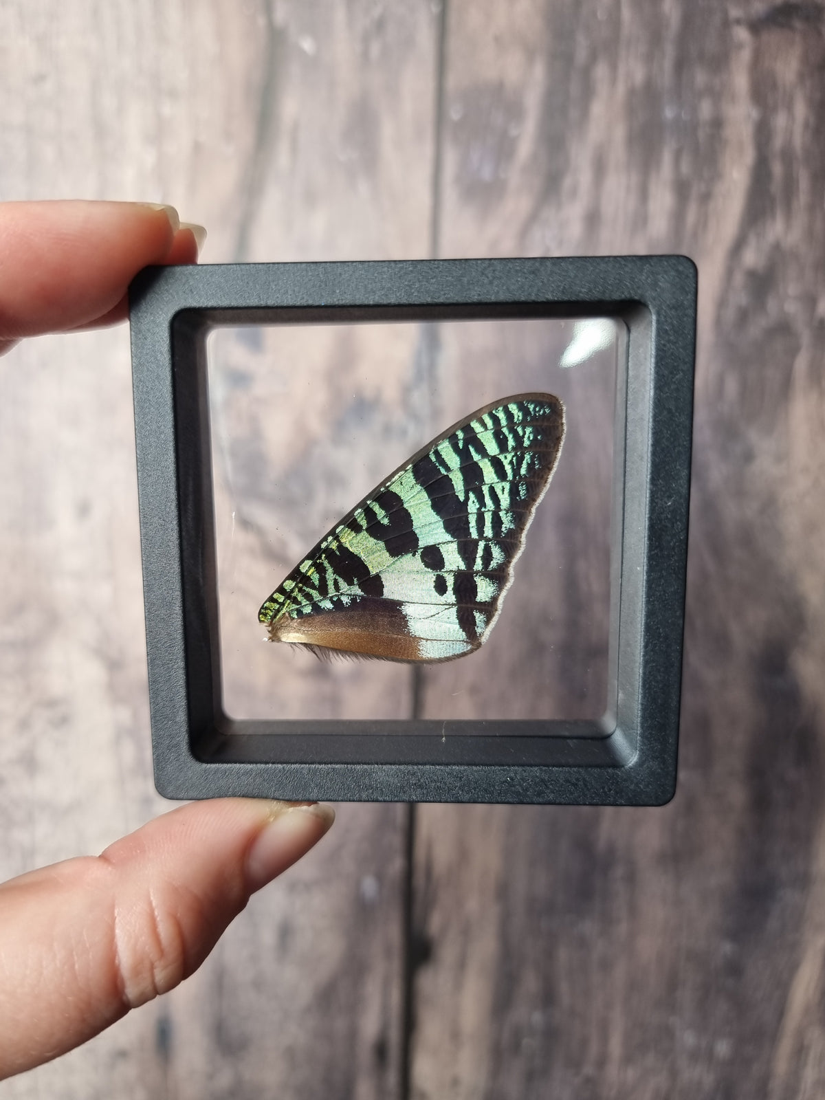 Madagascan Sunset Moth Wing Floating Frame #2