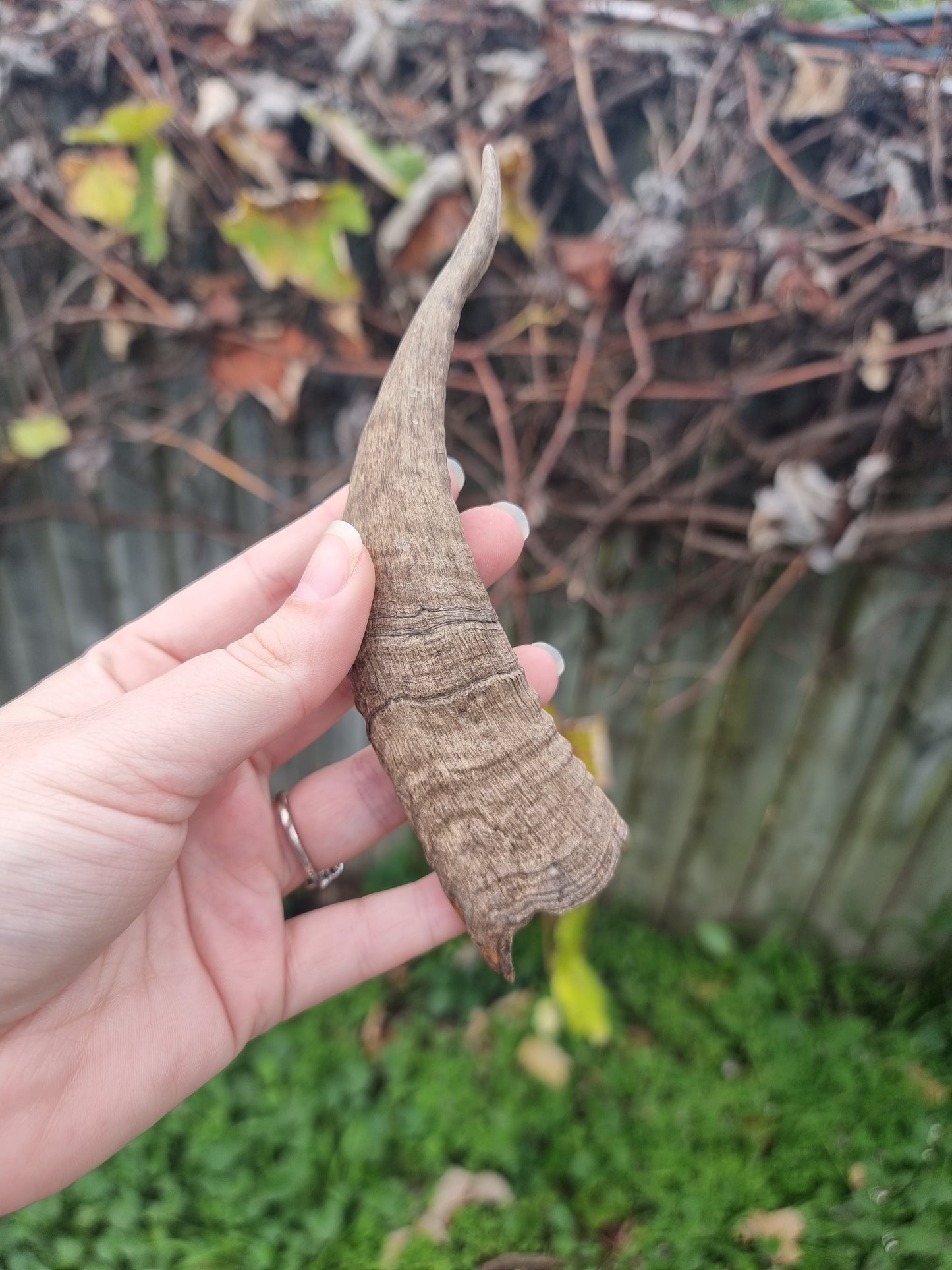 Small Goat Horn