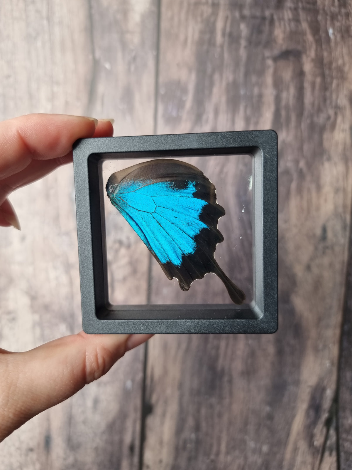 Blue Swallowtail Butterfly Wing Floating Frame #2