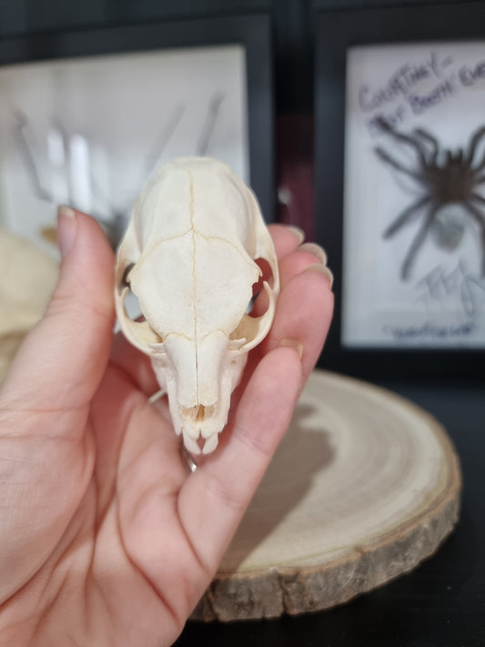 Rock Hyrax Half Skull #2