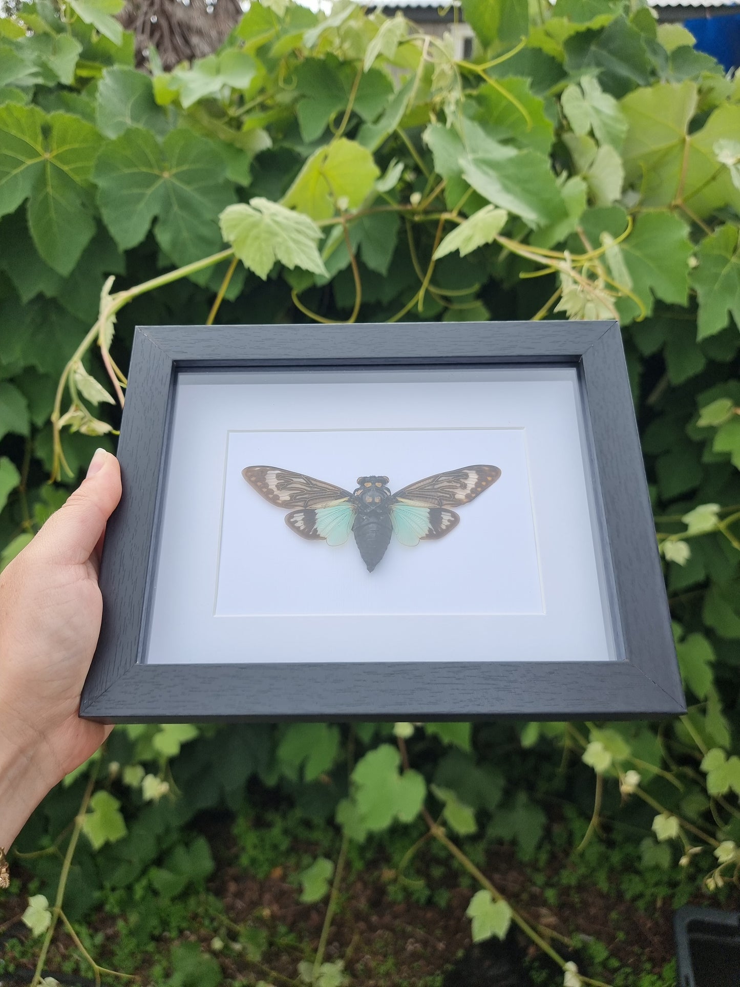 Tosena Splendida Cicada Frame