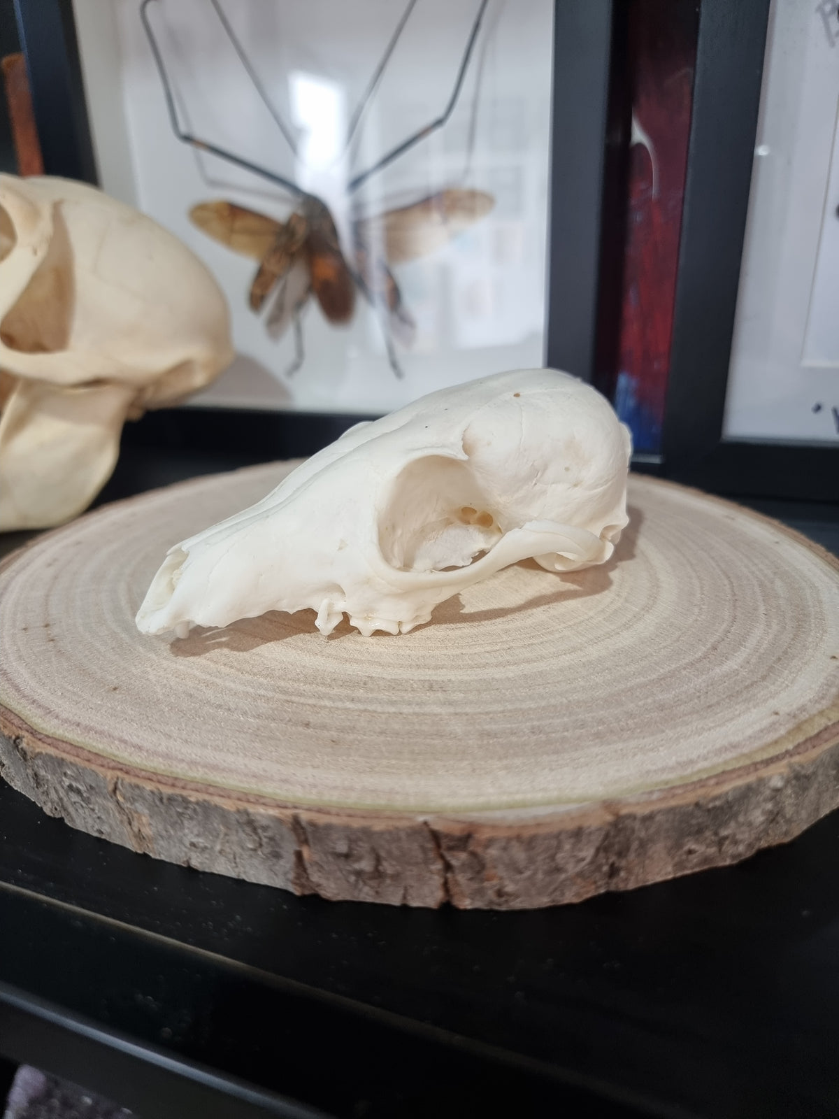 Bat Eared Fox Half Skull #2