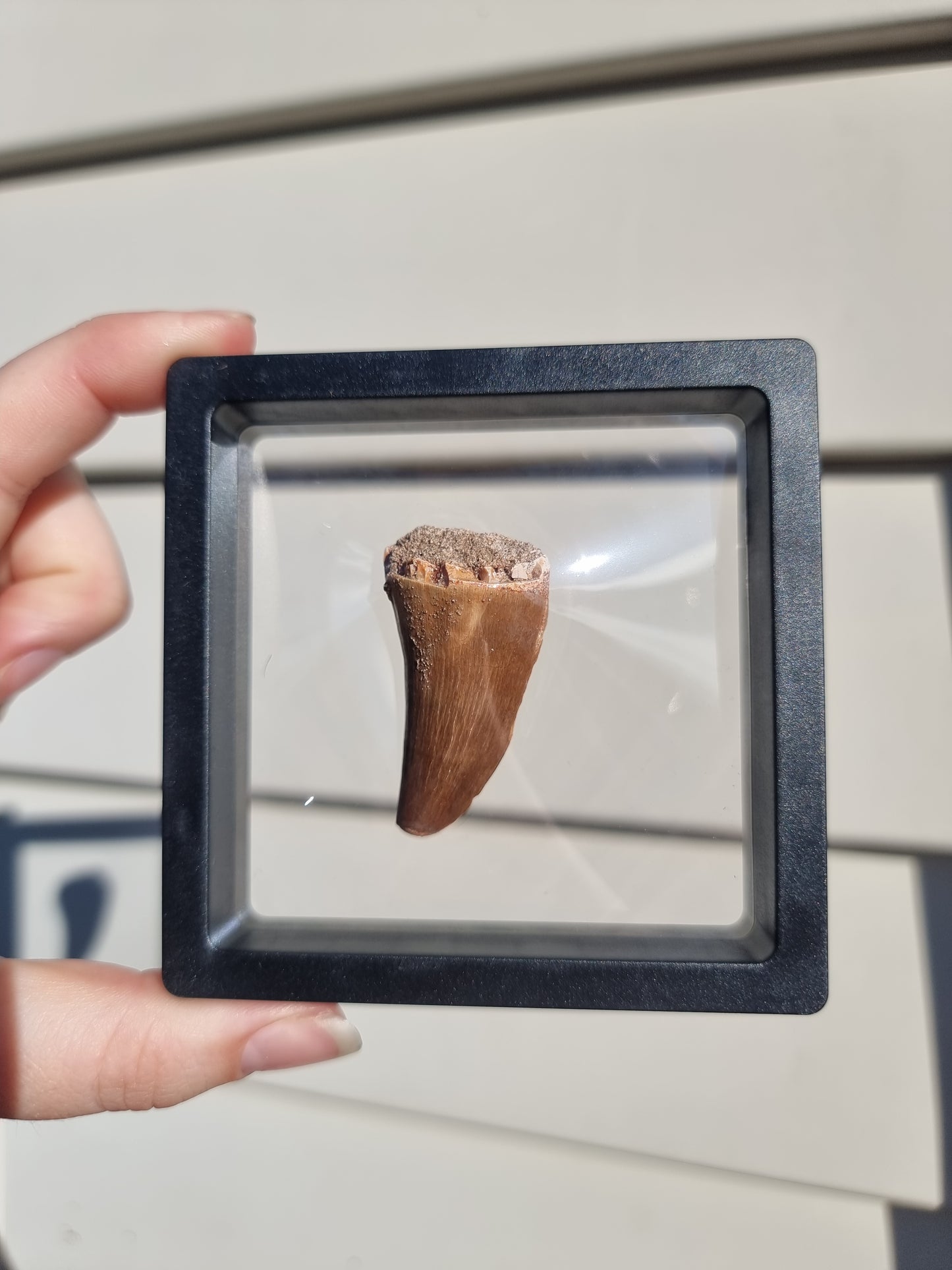 Mososaur Tooth #6
