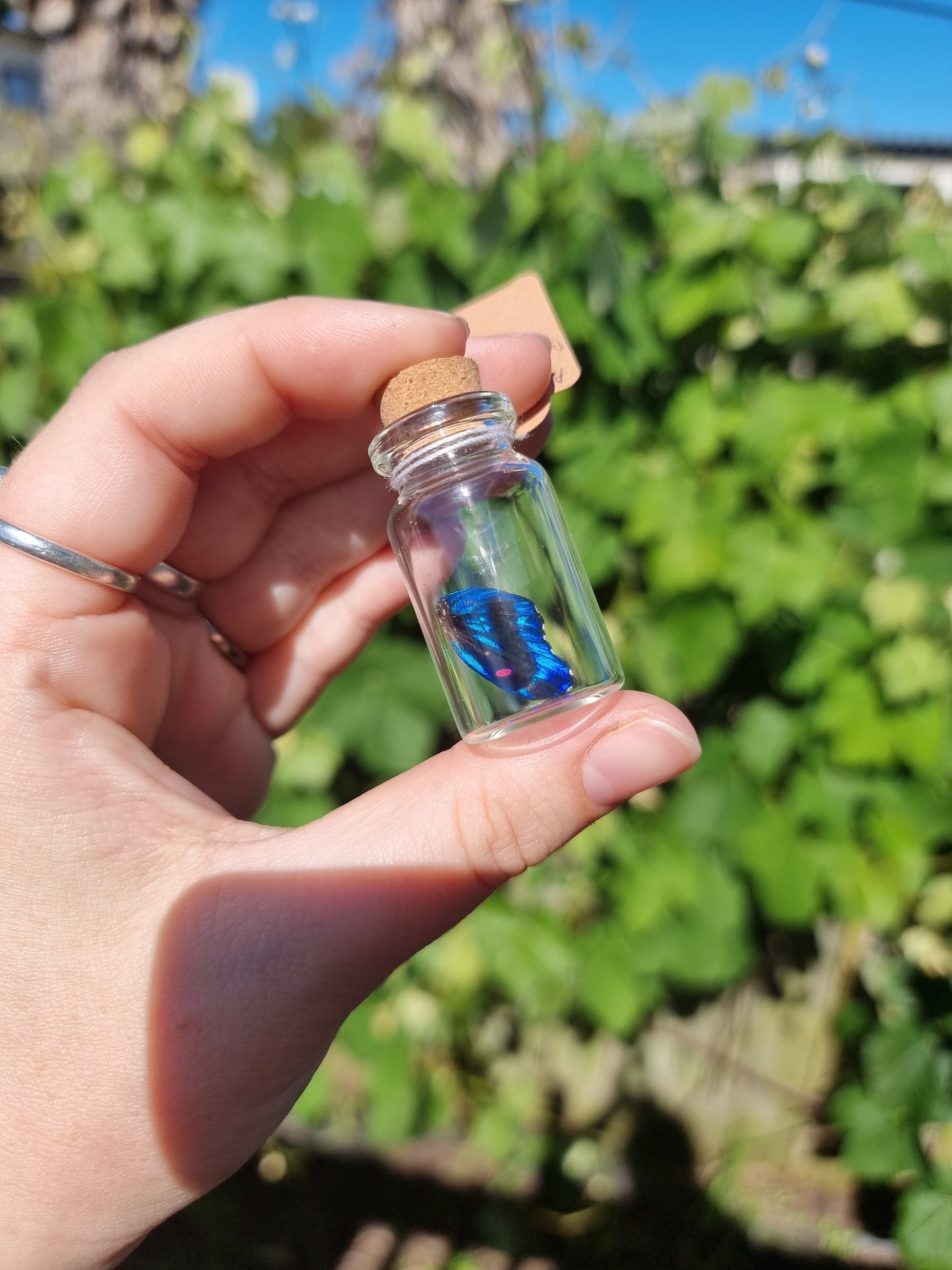 Small Ancyluris Meli Boeus Butterfly Wing Jar