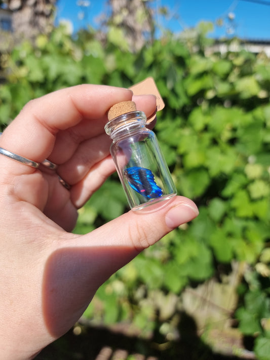 Small Ancyluris Meli Boeus Butterfly Wing Jar