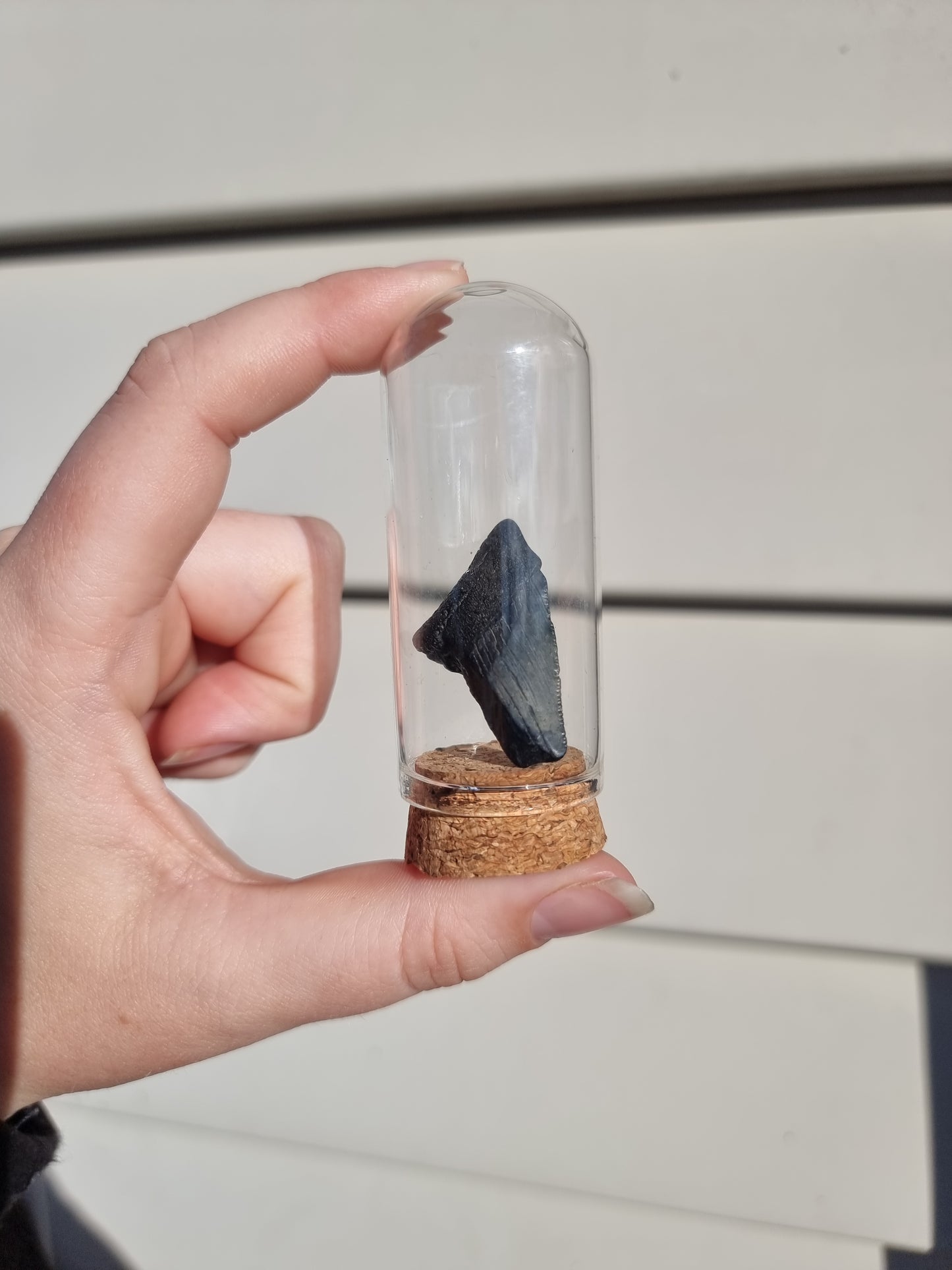 Megalodon Tooth Shard #7