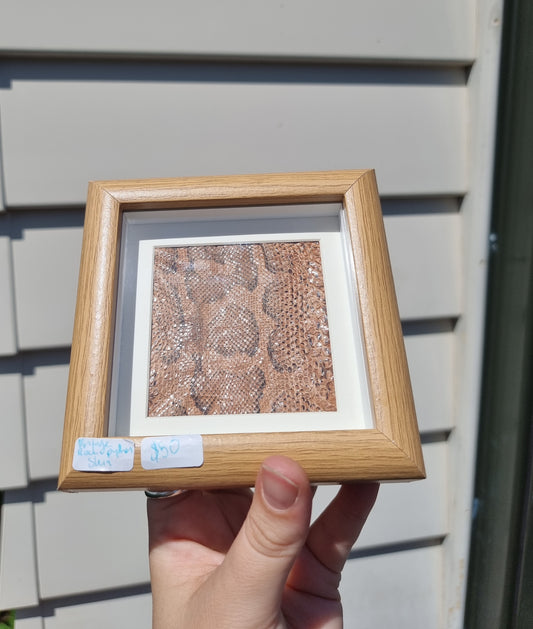 Mini Framed Vintage Snake Skin