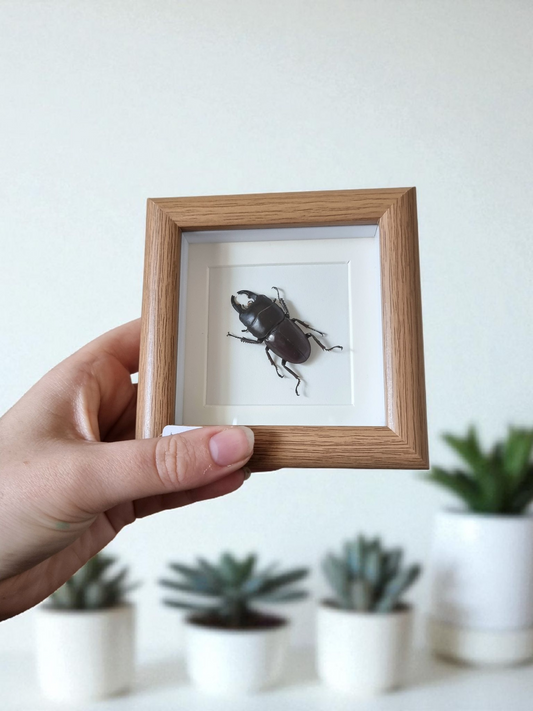 Mini Framed Beetle #1