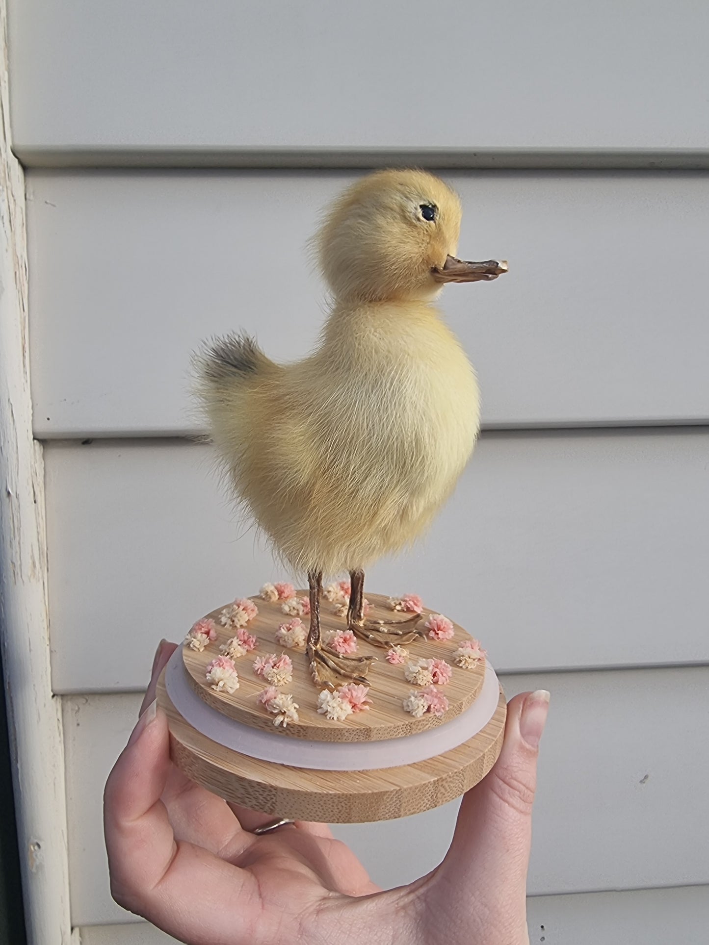 Ducking dome #1
