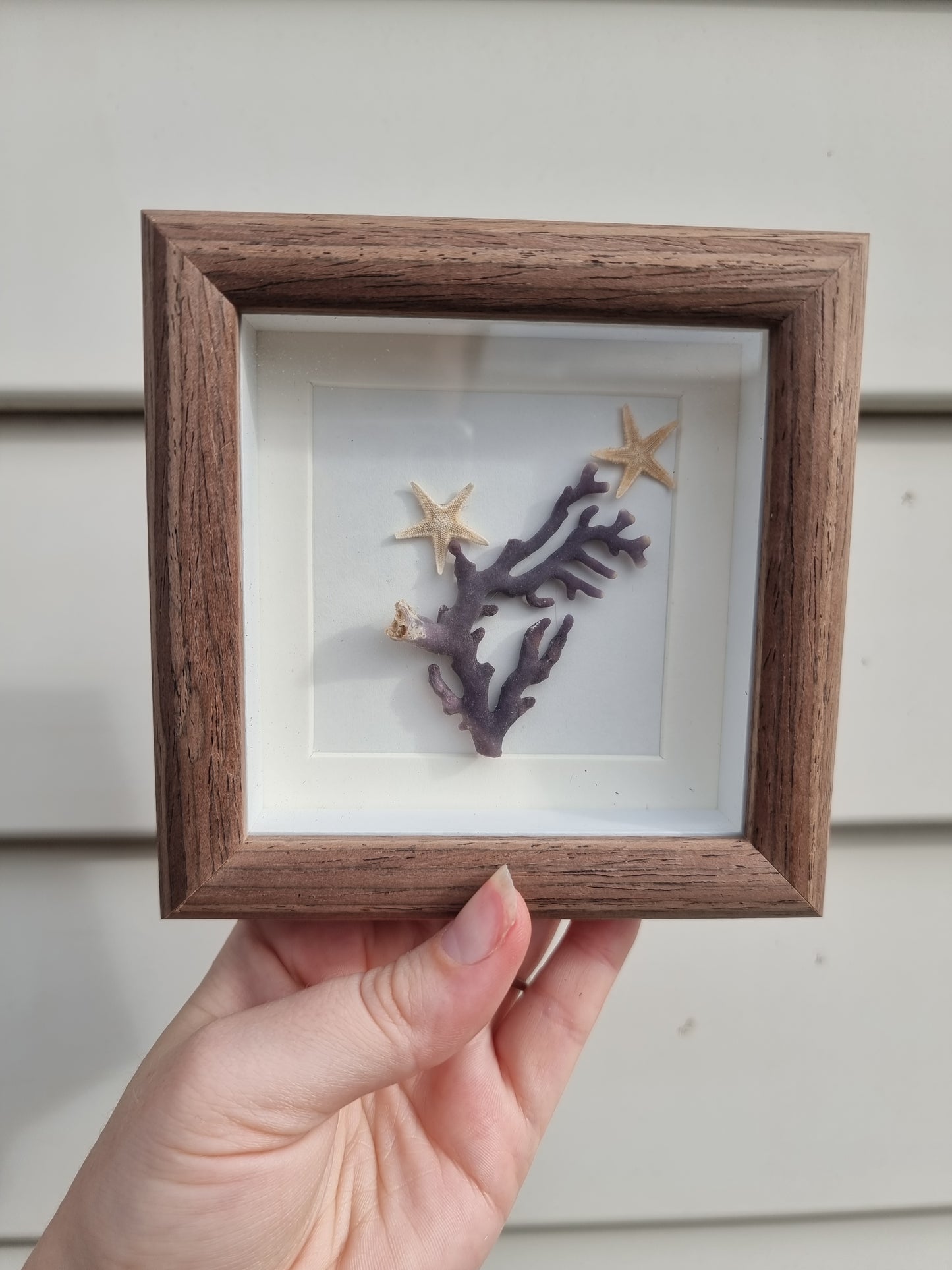 Mini Framed Purple Coral & Starfish