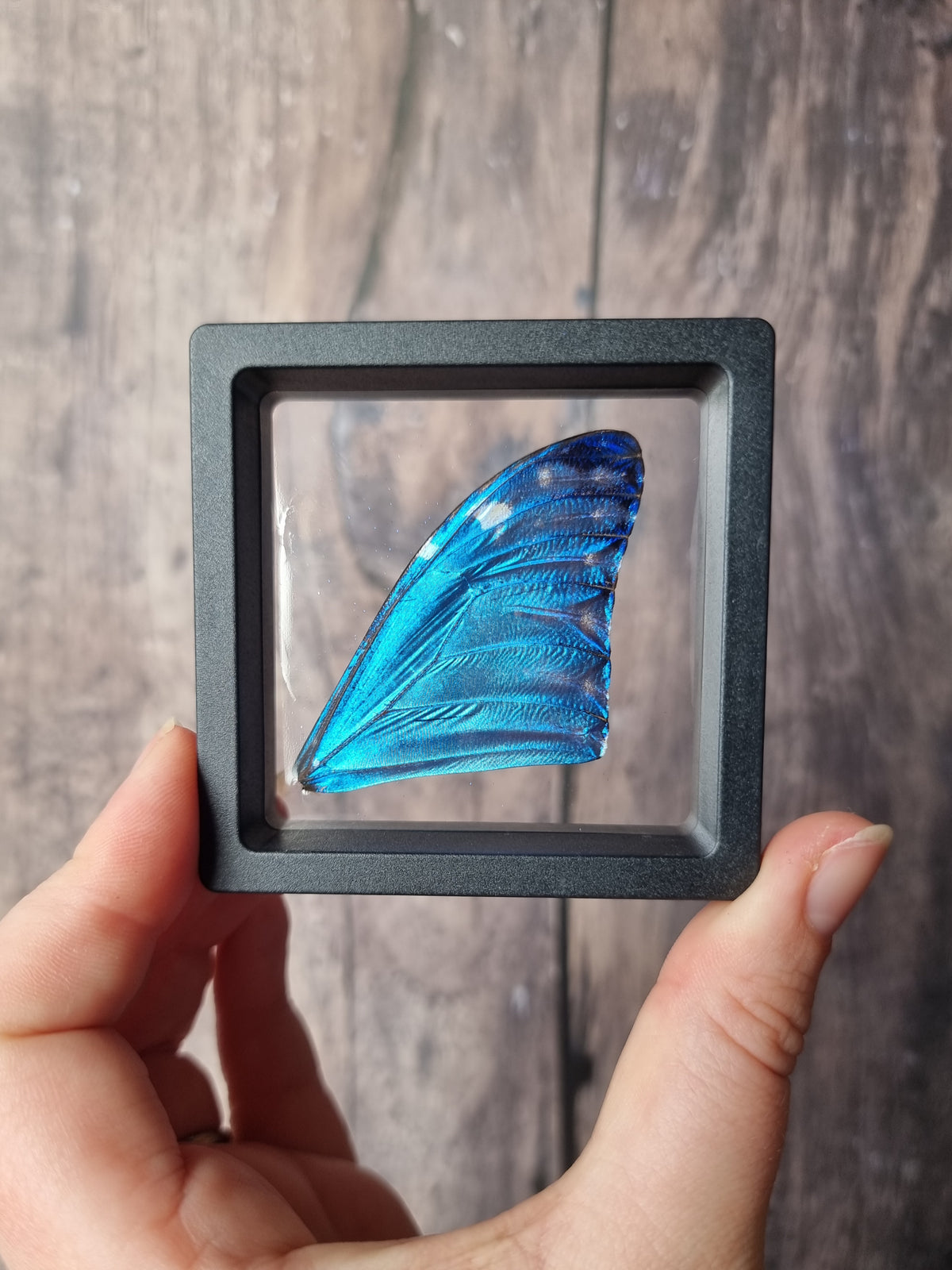 Morpho Adonis  Butterfly Wing Floating Frame