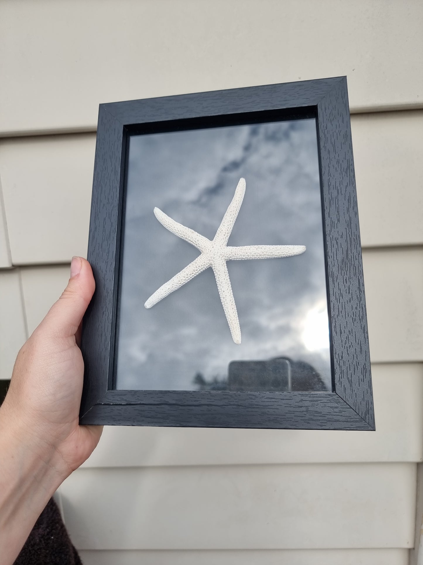 Framed 5 Finger Starfish Small