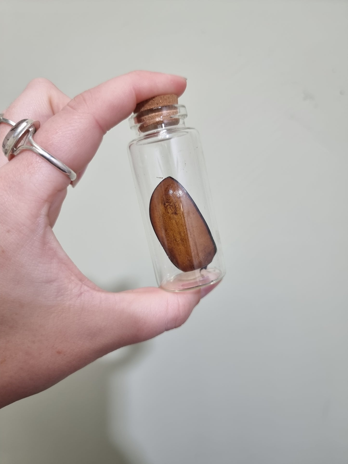 5 Horned Beetle Wing Jar