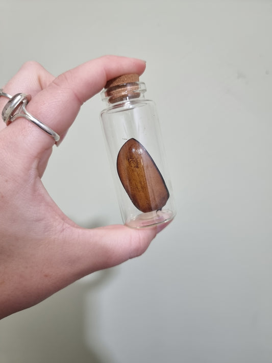 5 Horned Beetle Wing Jar
