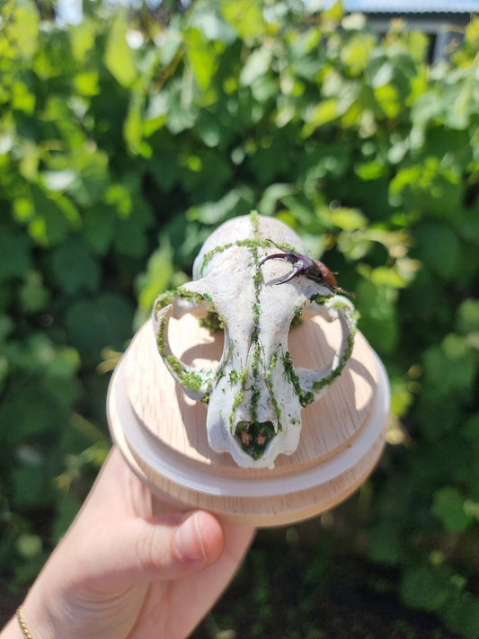 Feral Cat Skull Dome