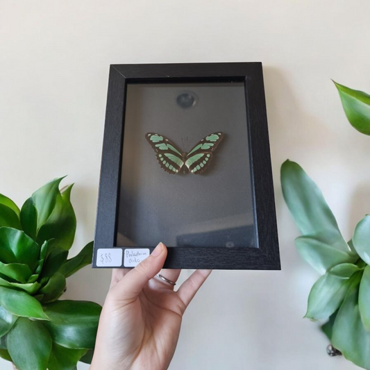 Framed Butterfly #33