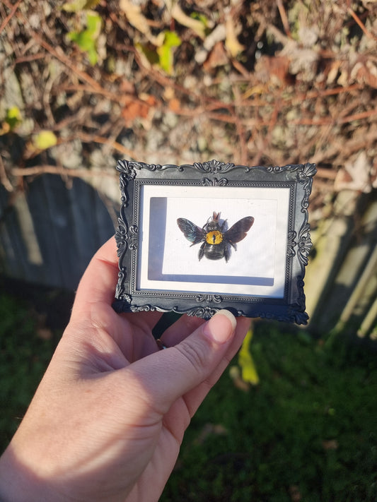 Mini Magnet Framed Yellow Carpenter Bee #2