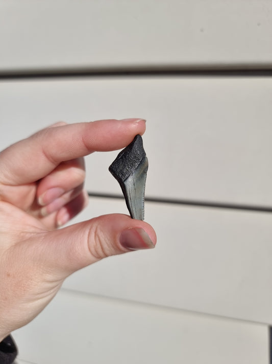 Megalodon Tooth Shard #2