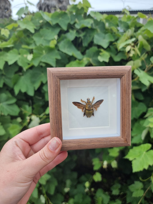 Mini Framed Bee