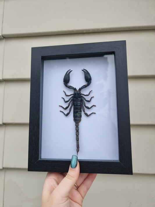 Framed Scorpion #3