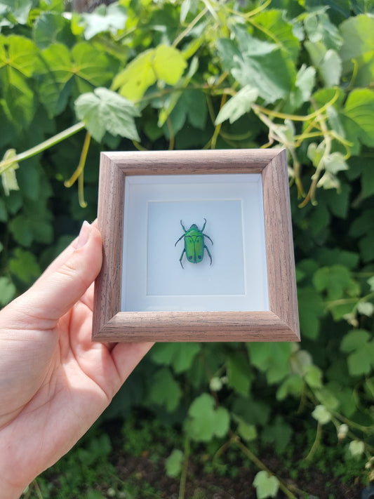 Mini Framed Heterorhina sexmaculata Beetle