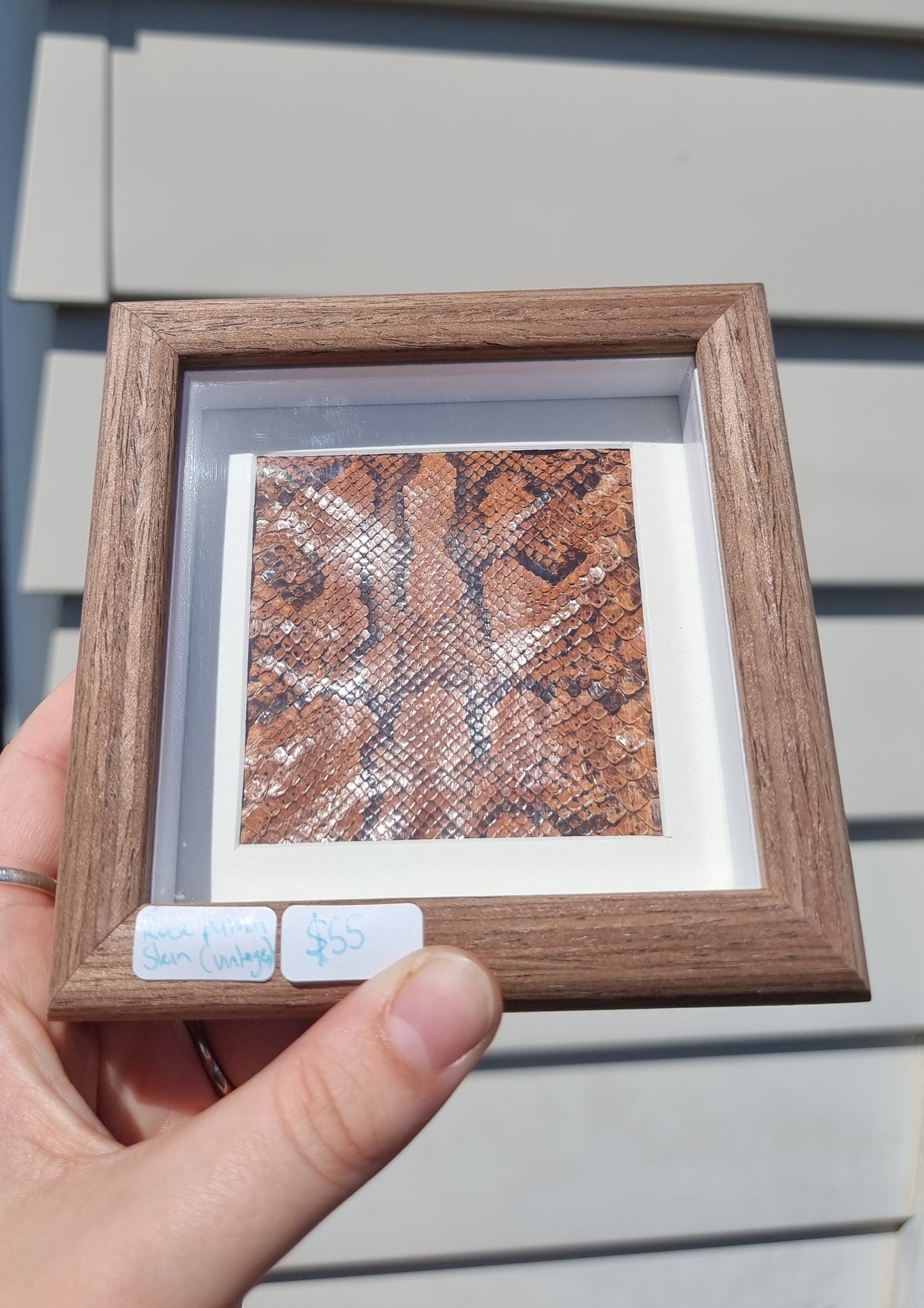 Mini Framed Vintage Snake Skin