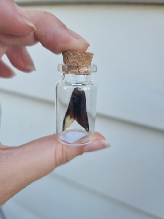 Small Double Dragonfly Wing Jar