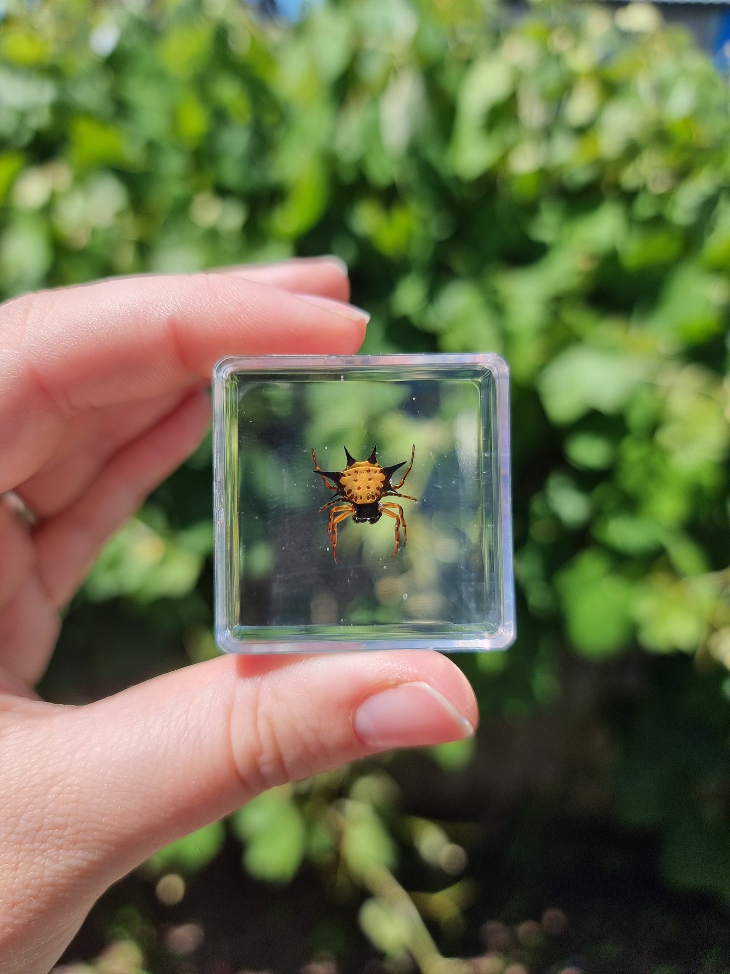 Spiny Spider In Resin