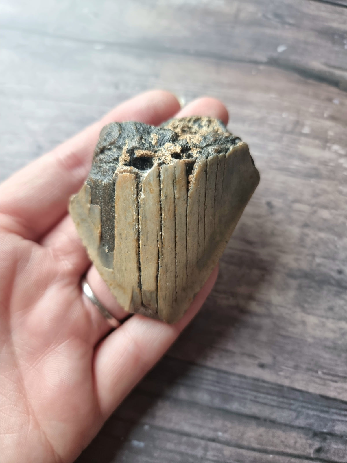 Large Megalodon Tooth Shard #2