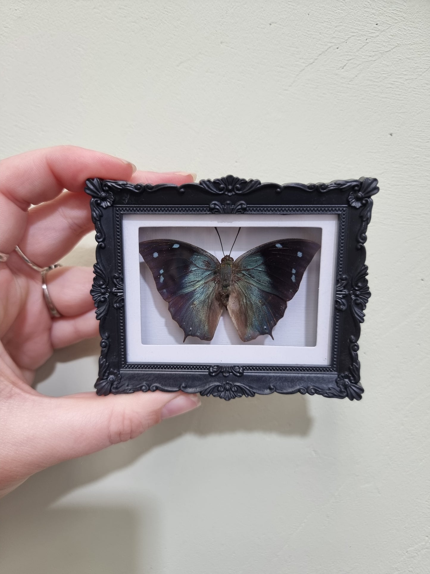 Mini Magnet Framed Memphis glauce Butterfly